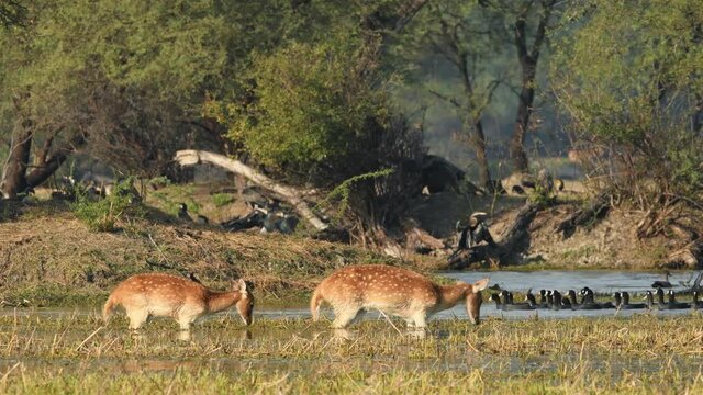 Wide shot of mother Spotted deer or Chital or axis axis with her fawn grazing grass in water and flock of birds floating in scenic landscape background at keoladeo national park bharatpur India