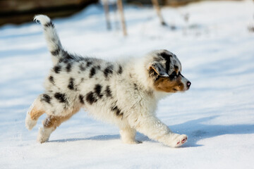 Australian shepherd puppy running in fresh snow in the garden.