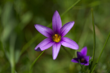Fototapeta premium Flora of Gran Canaria - Romulea columnae, Guadiana saffron natural macro floral background