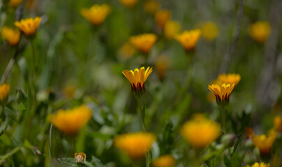 Flora of Gran Canaria - flowering Calendula arvensis, field marigold
