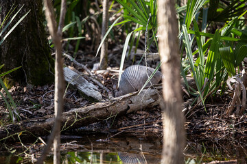 Nine-Banded Armadillo Foraging