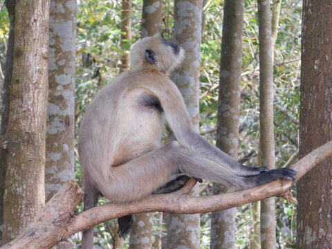 Gray langur close up , indian monkey, black face monkey, face close up