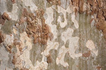 Platanus occidentalis tree bark texture closeup. A tree shedding bark. The pattern is similar to a military camouflage pattern.