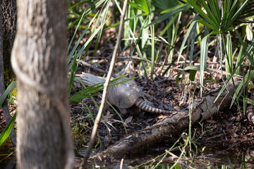 Armadillo Foraging