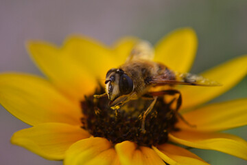 bee on flower