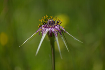 Flora of Gran Canaria -  flowering Tragopogon porrifolius, oyster plant natural macro floral background
