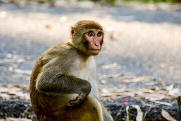 Monkey sitting in the middle of a road.
