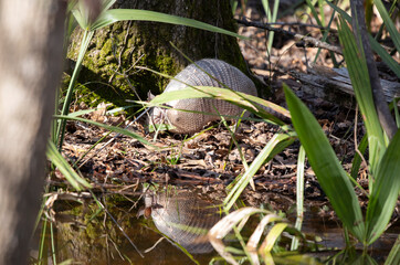 Nine-Banded Armadillo Foraging in the Forest
