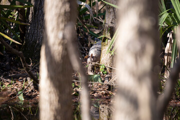 Armadillo Hunting for Insects