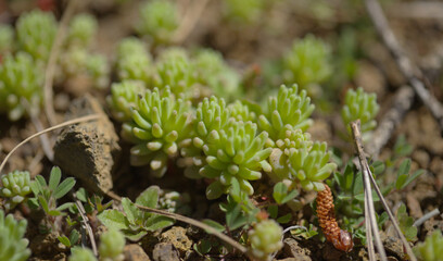 Flora of Gran Canaria -  Sedum rubens, red stonecrop, natural macro floral background
