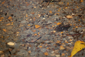 Minnows in Flood Water