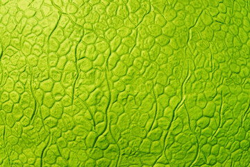Bright green abstract artificial leather texture. Imitation of yellow-green scales.