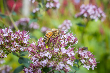bee on a flower