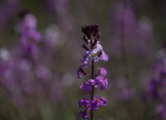 Flora of Gran Canaria - lilac flowers of crucifer plant Erysimum albescens, endemic to the island natural macro floral background
