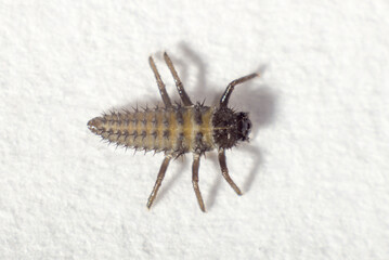 black scary beetle on a white macro background