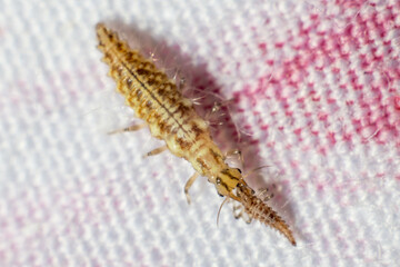 predatory millipede eats insect macro series canibalism