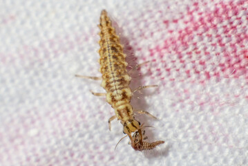 predatory millipede macro