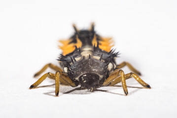 baby insect pupa Coccinellidae on a white background macro series