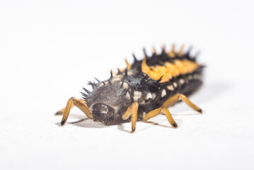 baby insect pupa Coccinellidae on a white background macro series
