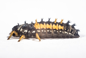 baby insect pupa Coccinellidae on a white background macro series