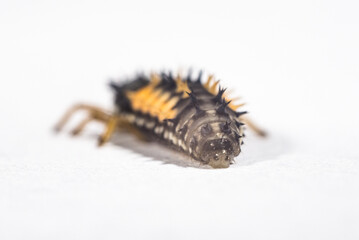 baby insect pupa Coccinellidae on a white background macro series