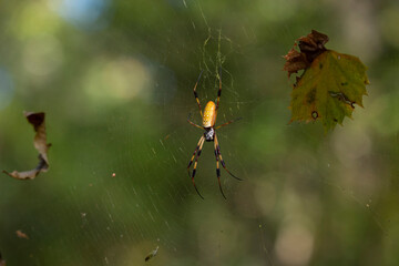 Golden Orb Weaver Spider