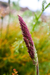 Fototapeta premium flowers in the garden