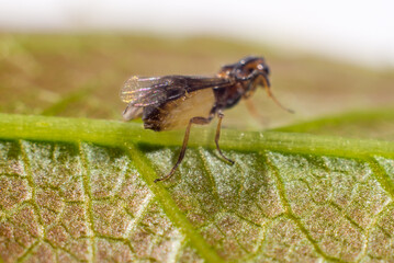 very small fly on a green macro leaf