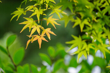 日本楓の紅葉が始まった葉