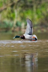 Mallard Duck, Mallard, Anas platyrhynchos