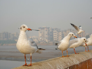 Group of Seagulls standing on bridge railing