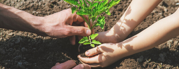 The child and father are planting tomatoes in the garden. Selective focus.