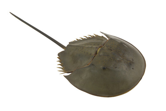 Horseshoe crab or Limulus polyphemus isolated on white background	