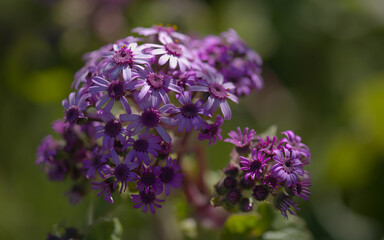 Flora of Gran Canaria - magenta flowers of Pericallis webbii, endemic to the island, natural macro floral background
