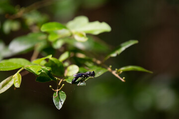 Organ Pipe Mud Dauber