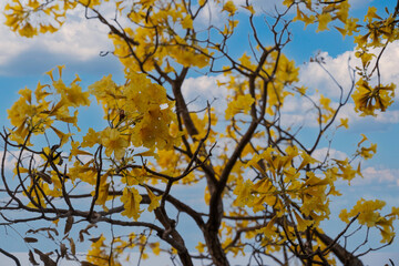 yellow flowers against blue sky, spring in the air