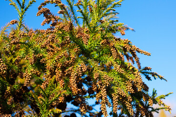Thuja occidentalis is an evergreen coniferous tree, in the cypress family Cupressaceae. Blossom against a blue sky, spring in the forest