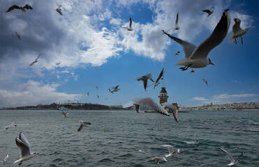 Fototapeta na wymiar Maiden's Tower and seagulls, one of the most popular places in Istanbul