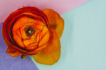 Fleur renoncule orange sur un fond coloré graphique - Composition florale minimaliste et espace...