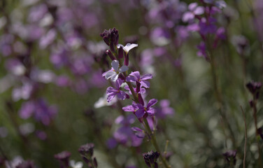 Flora of Gran Canaria - lilac flowers of crucifer plant Erysimum albescens, endemic to the island natural macro floral background