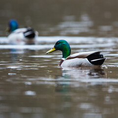 Mallard Duck, Mallard, Anas platyrhynchos