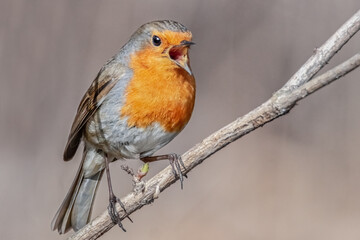 Singendes Rotkehlchen auf einem Ast