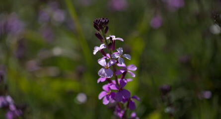 DFlora of Gran Canaria - lilac flowers of crucifer plant Erysimum albescens, endemic to the island natural macro floral background