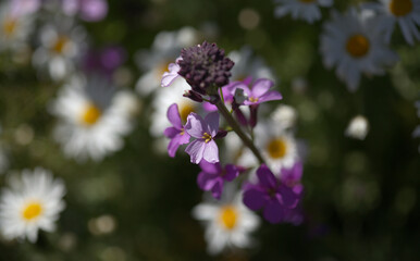 Flora of Gran Canaria - lilac flowers of crucifer plant Erysimum albescens, endemic to the island natural macro floral background