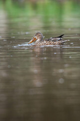 Northern Shoveler, Shoveler, Anas clypeata - female on the water
