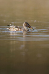 Northern Shoveler, Shoveler, Anas clypeata - female on the water