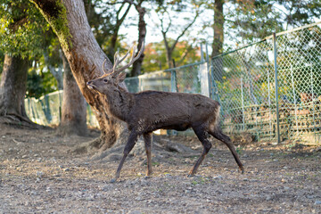 Naklejka premium Proud deer with antlers walking at a side angle