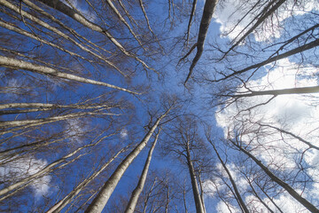 Low angle view of naked branches trees, creating a circular fan shape pattern against the blue sky above