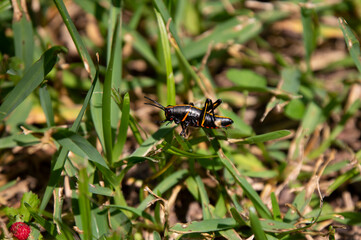 Southeastern Lubber Grasshopper