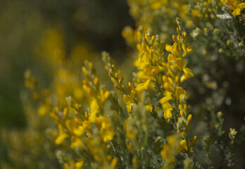 Flora of Gran Canaria - bright yellow flowers of Teline microphylla, broom species endemic to the island, natural macro floral background
